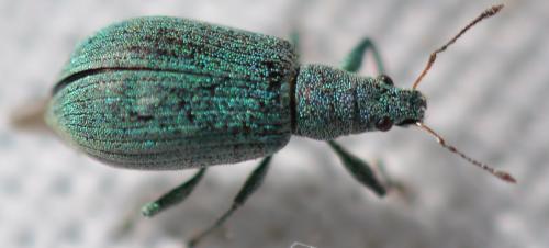 Polydrusus planifrons